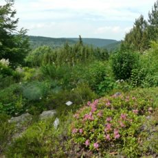 Der Botanische Garten Schellerhau sagt Danke!