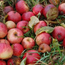 AKTUALISIERUNG Apfel-Wochenende