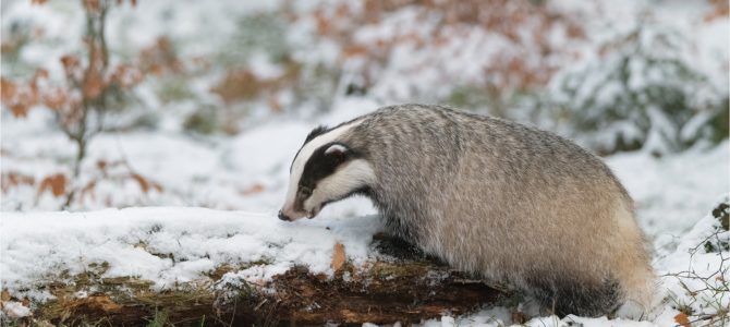 Rallye: Erlebnis Winterwald – Gehölze und Tiere in der kalten Jahreszeit; Familienwanderung (Manuela Egermann)