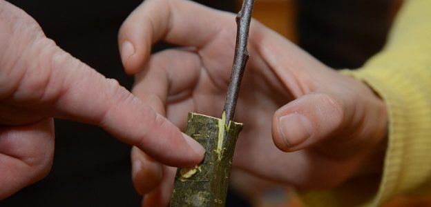 Seminar „Veredelung von Obstgehölzen“