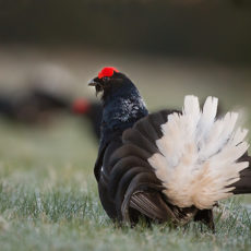 NATURA 2000 Gebietsbetreuung: SPA (Vogelschutz-) Gebiet Kahleberg und Lugsteingebiet