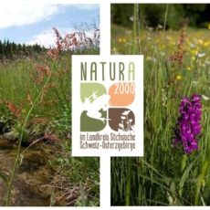 LPV – Führung durch das Natur- und Wanderparadies Gimmlitztal am 15.6. und Mal- und Zeichenwettbewerb Natur