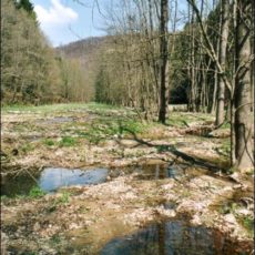 NATURA 2000 Gebietsbetreuung: Trebnitztal (041E)
