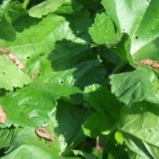 Artenvielfalt – Ihre Wahl