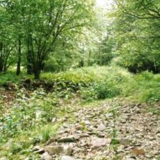 NATURA 2000 Gebietsbetreuung: Bahrebachtal