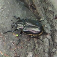 Exkursion „Auf den Spuren des Eremit und anderer Baumhöhlen bewohnenden Insekten“