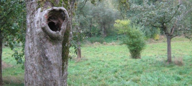 Exkursion “Auf den Spuren des Eremit  und anderer Baumhöhlen bewohnenden Insekten”