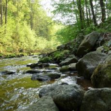 Natur(a) lebendig – Das FFH-Gebiet Müglitztal – Naturkundliche Führung durch das herbstlich bunte Müglitztal