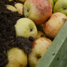 Apfelernte-Aktion auf Freitals Streuobstwiesen am 06.10.2019