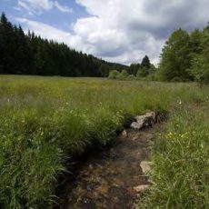 NATURA 2000 Gebietsbetreuung: Gimmlitztal