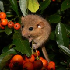 NATURA 2000 Gebietsbetreuung: Hohwald und Valtenberg