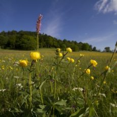 Projekt zum Schutz der biologischen Vielfalt im Osterzgebirge
