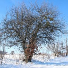 „Der Wild-Apfel – Eine besondere Baumart in der Kulturlandschaft Osterzgebirge“