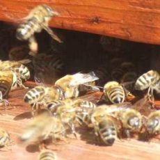 UPDATE: Bienenkurs auf der Johannishöhe verschoben