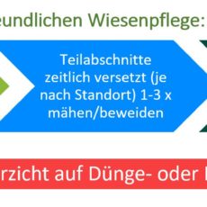 Initiative „Sachsen blüht“- Mehr Blühflächen für den urbanen Raum