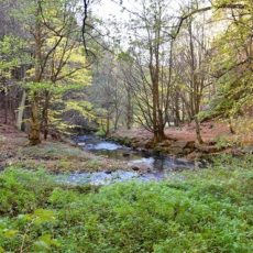 Natur(a) 2000 kostbar –   Reizvolle Naturerlebnisse auch nach der Märzenbecherblüte