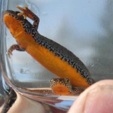 „Wasserdrache und Mini-Dino gesucht“-Aktion des NABU Freiberg