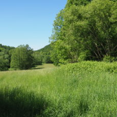 FFH-Gebiet 085E „Seidewitztal und Börnersdorfer Bach“