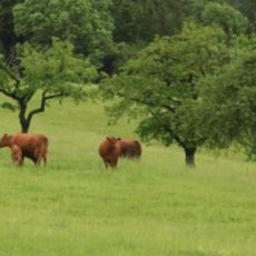 Fachexkursion „Auf den Spuren des Osterzgebirgischen Grünlandes“