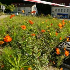 Blühende Wiesen, Kräuter und Stauden sind Nahrung und Nistplätze – Teil 1