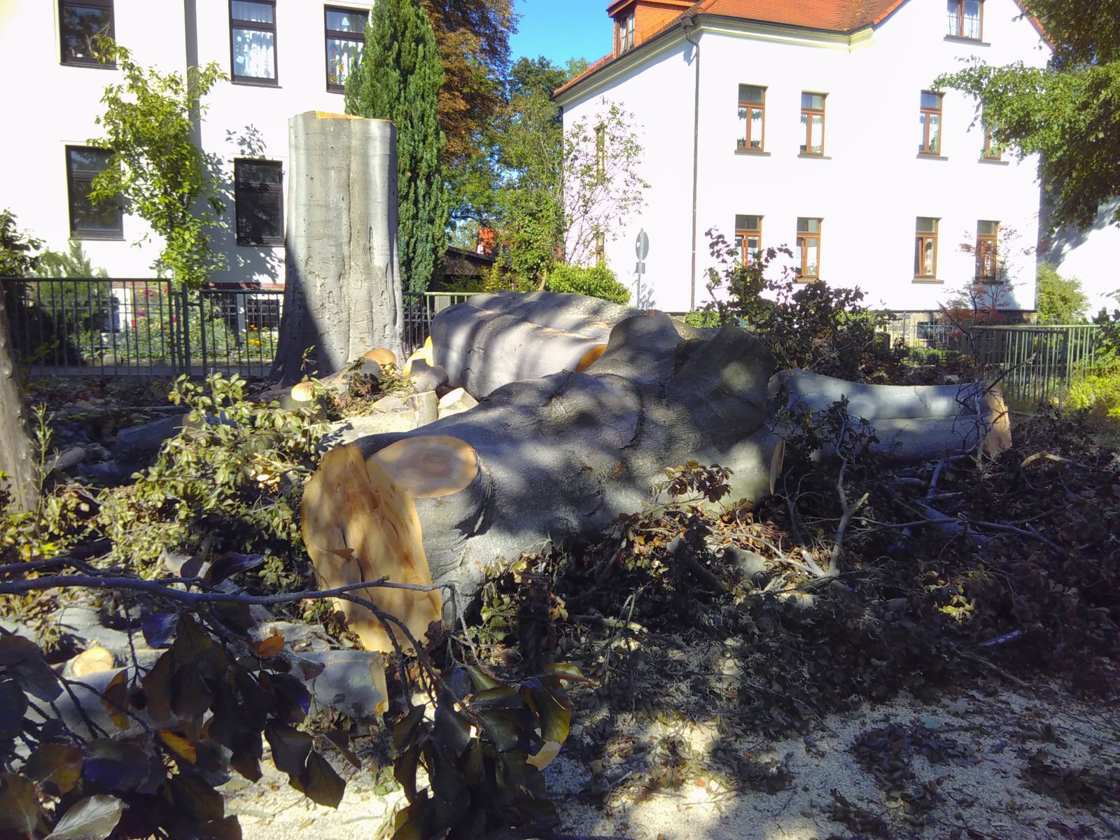 Wieder ein Baum-Naturdenkmal weniger: Blut-Buche in Freiberg