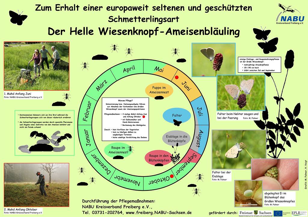 Schutz des Ameisenbläulings in Mittelsachsen – Wiesenpflege in Mittelsaida