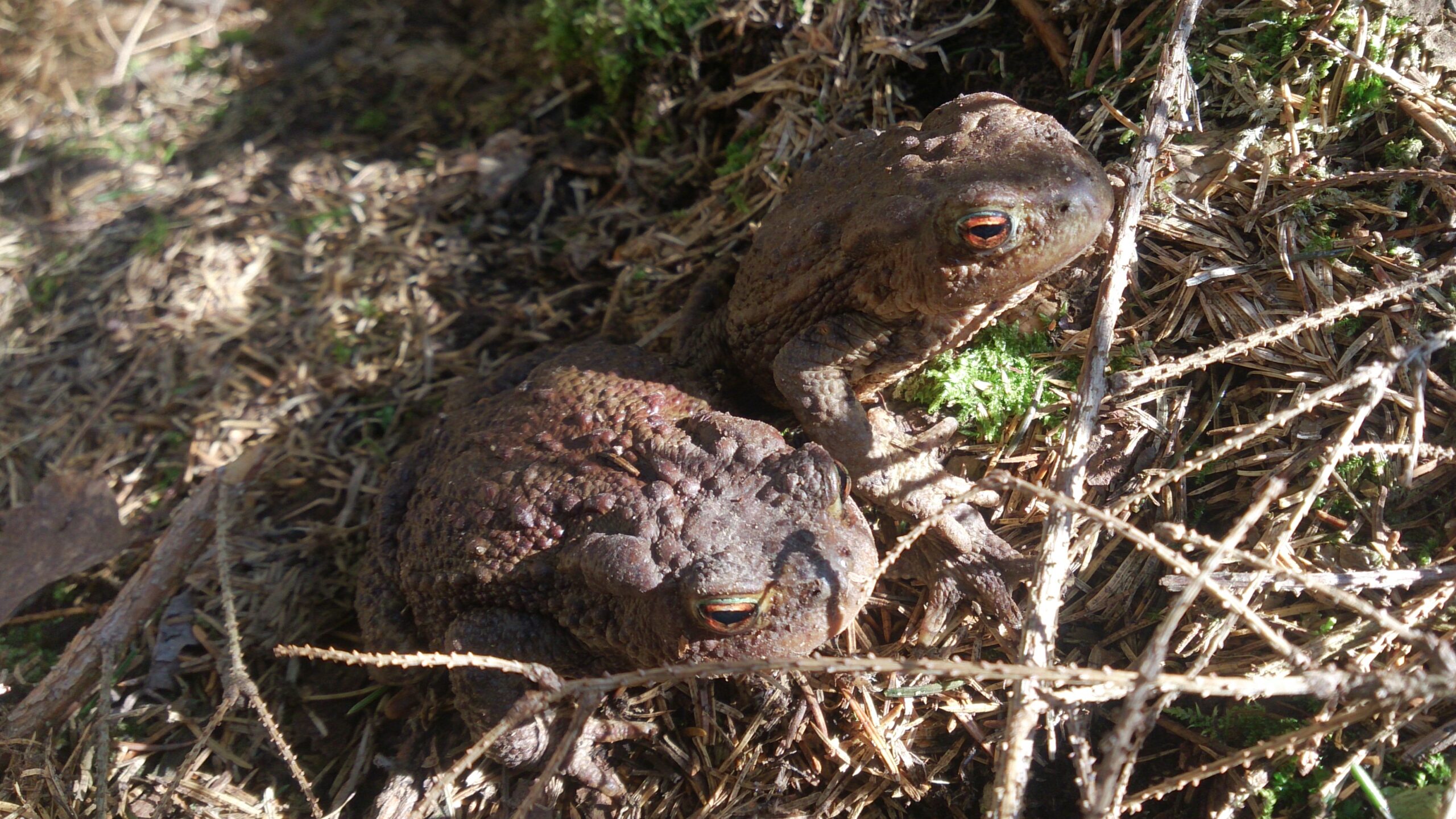 Amphibienschutz: Froschzäune – NABU Freiberg