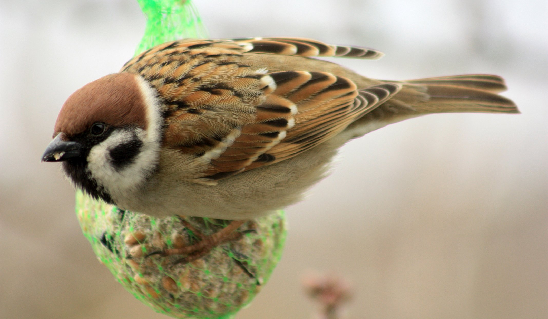 Vögel im Winter – Praxiskurs für Junge Naturwächter ab 10 Jahren