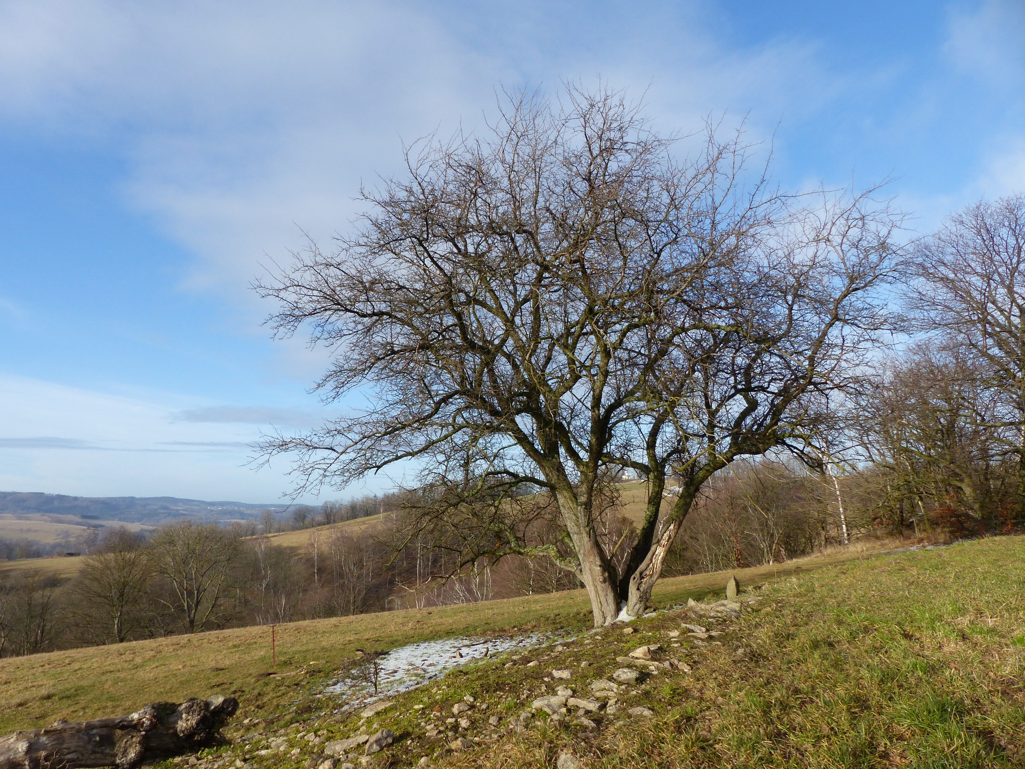 „Der Wild-Apfel- Eine besondere Baumart in der Kulturlandschaft Osterzgebirge“ – Projektjahr 2