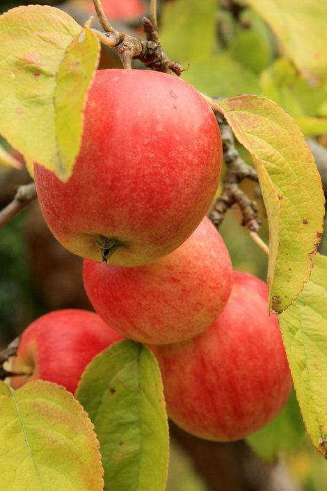 “Drei Äpfel für Goldmarie” – Bewerbungsschluss für Pflanzaktion 4.8.