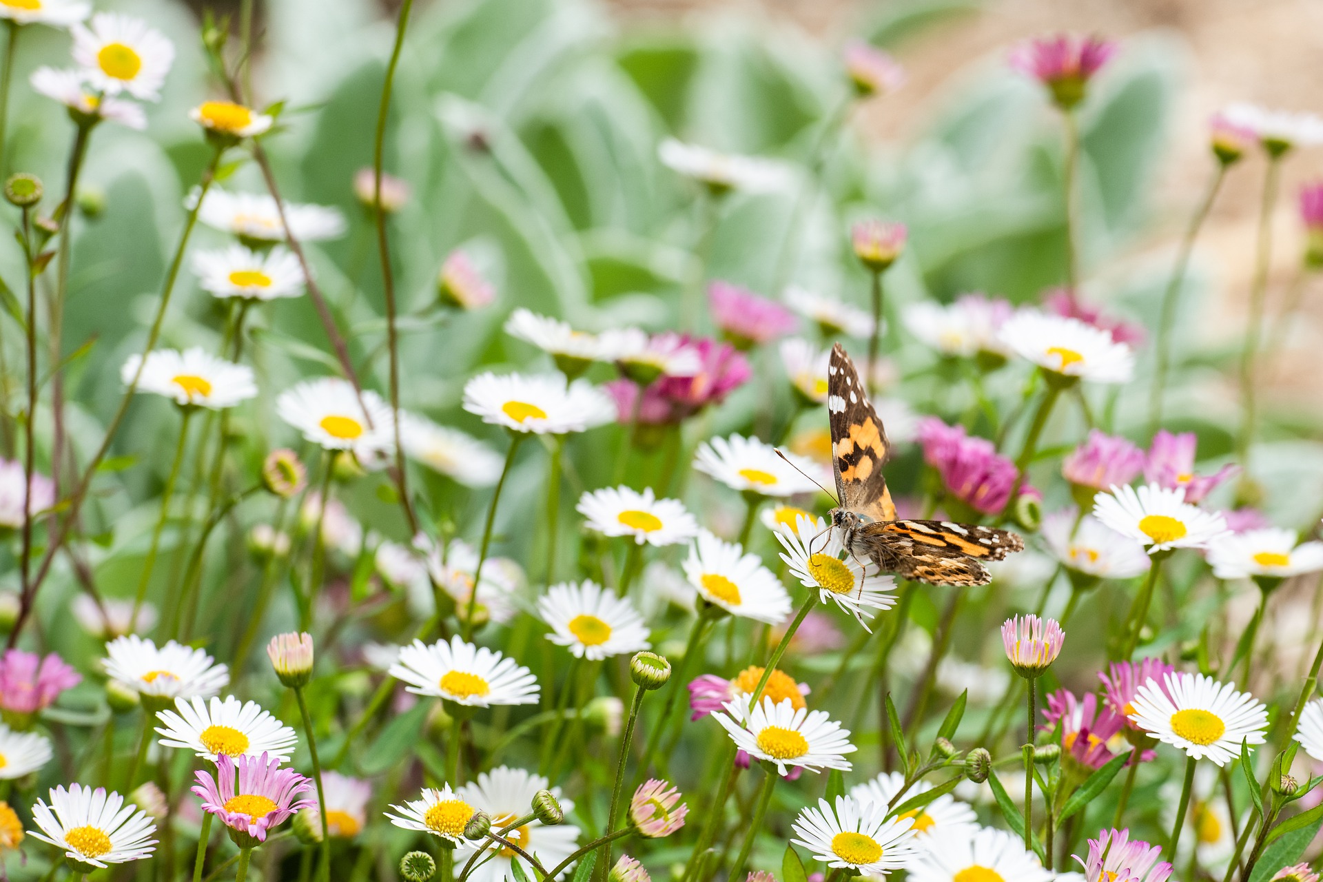 „Tag des offenen Gartens und der Schmetterlingswiesen“ auf dem Lindenhof in Ulberndorf am 18.06.2022