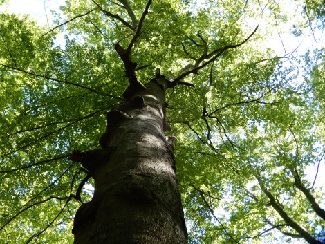 Von alten Bäumen, Fledermäusen und Spechthöhlen – Camprückblick