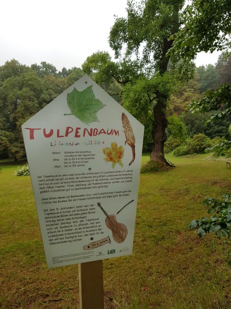 Kinder gestalten mit: Baumriesen im Reichstädter Schlosspark erhalten Schilder