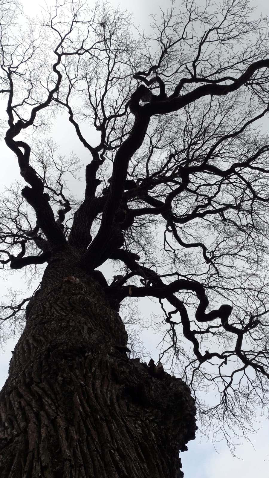 Zwischen den Jahren zu den alten Bäumen in Dippoldiswalde  Baum – Spaziergang für Groß und Klein am 28. Dezember 2022