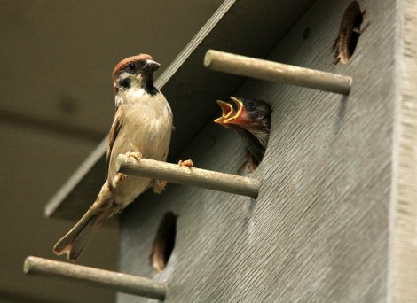 Kinder ab 10 aufgepasst: Holzwerkstatt für Vogelschutz am 4.2.23
