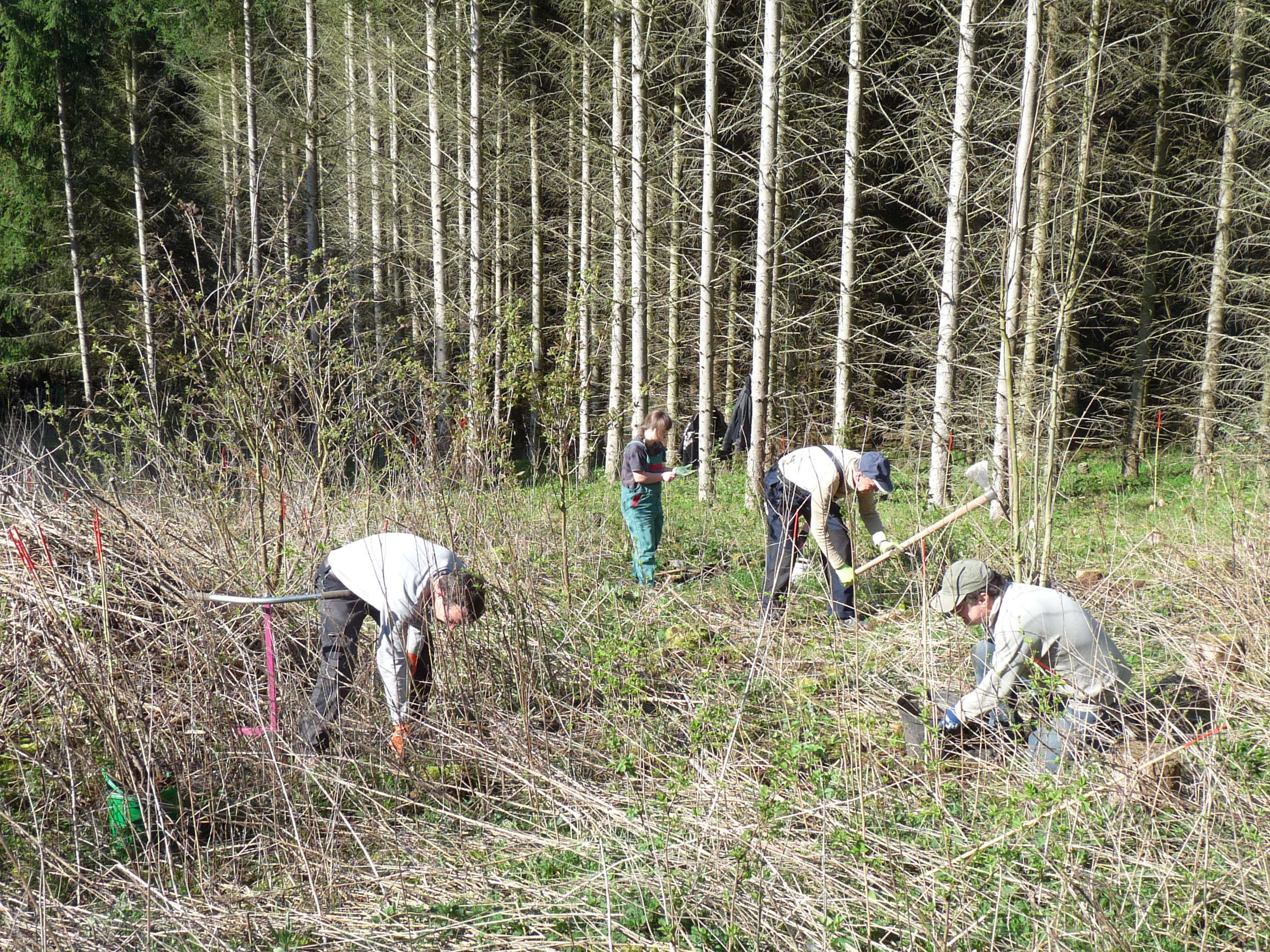 Es wächst, das Waldprojekt der Grünen Liga Osterzgebirge