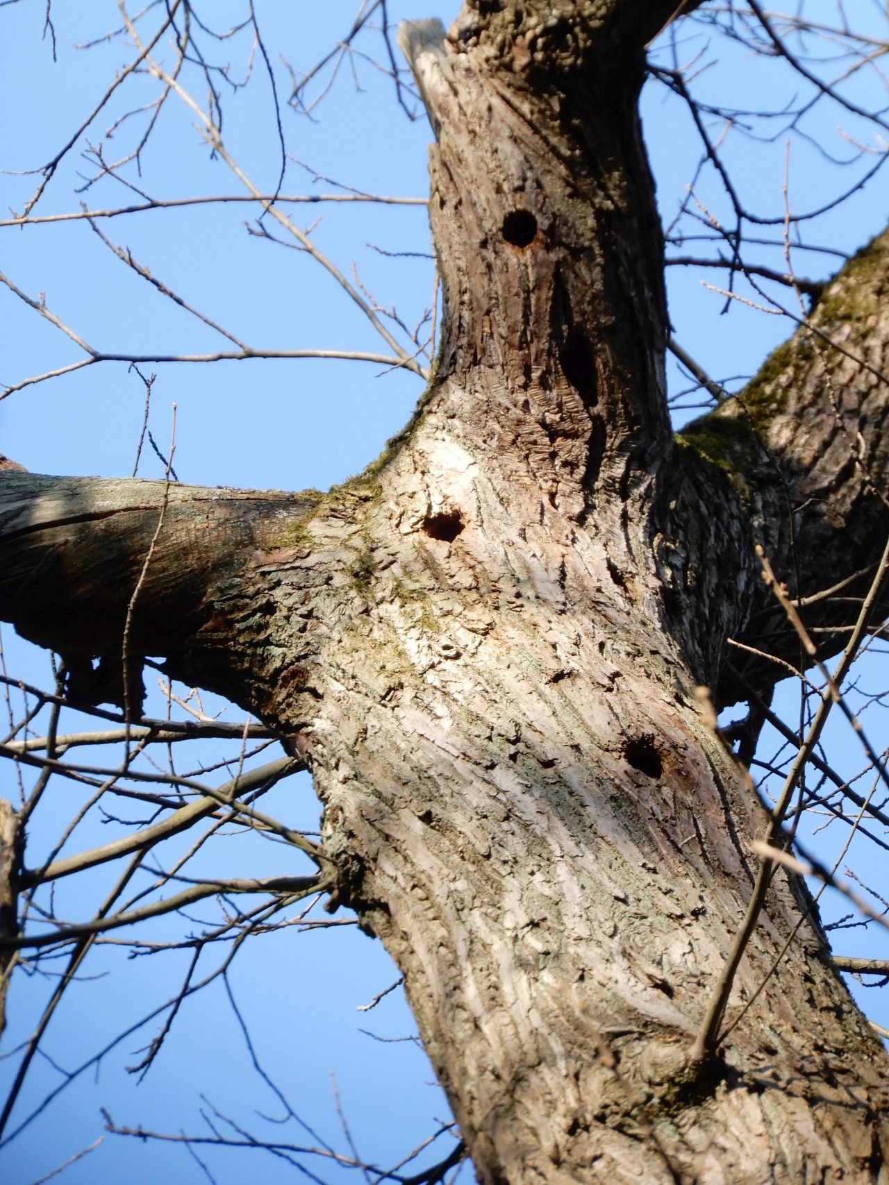 Alte Bäume = Lebensräume – Ein Rückblick auf das Baumprojekt – 2021 bis 2023 mit Ausblick