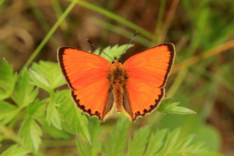 ArtenforscherInnen-Camp Schmetterlinge