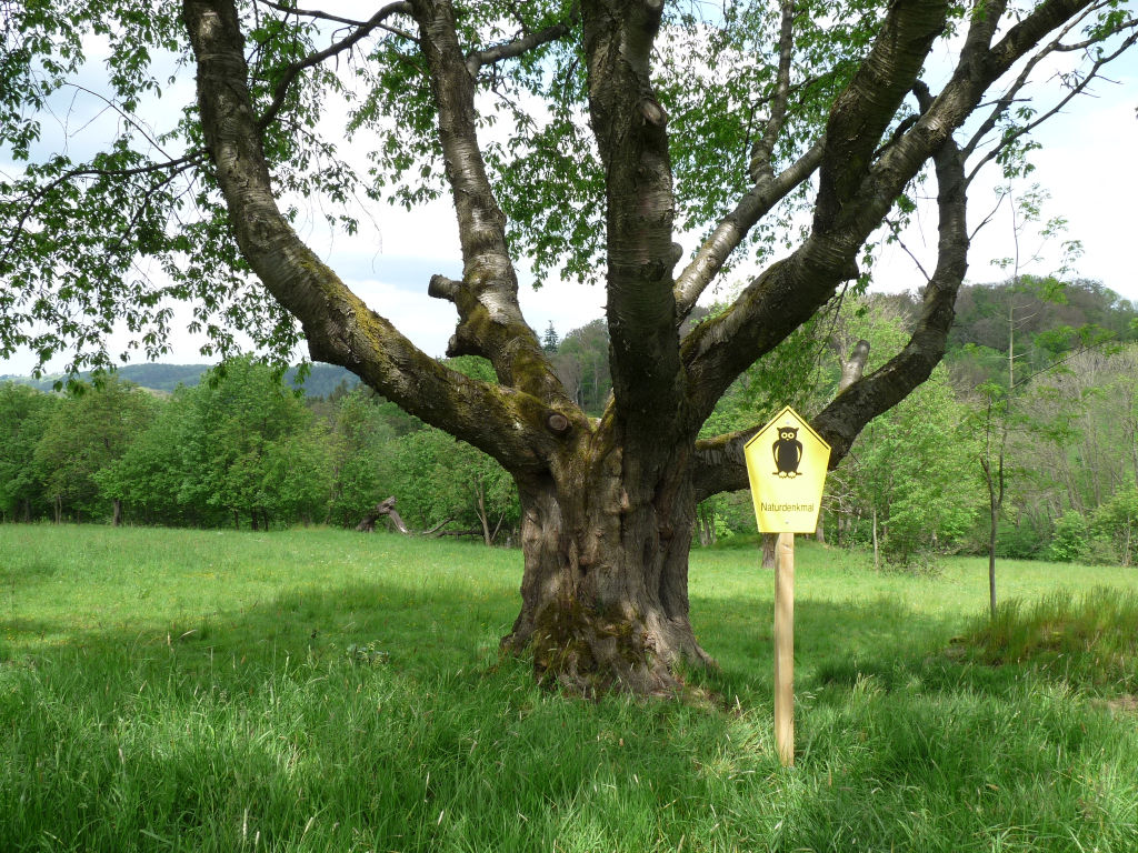 Baum des Monats: Naturdenkmal Vogel-Kirsche am Küchenhau Lauenstein