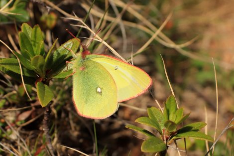 Hochmoor-Gelbling – seltener Schmetterling im Erzgebirge