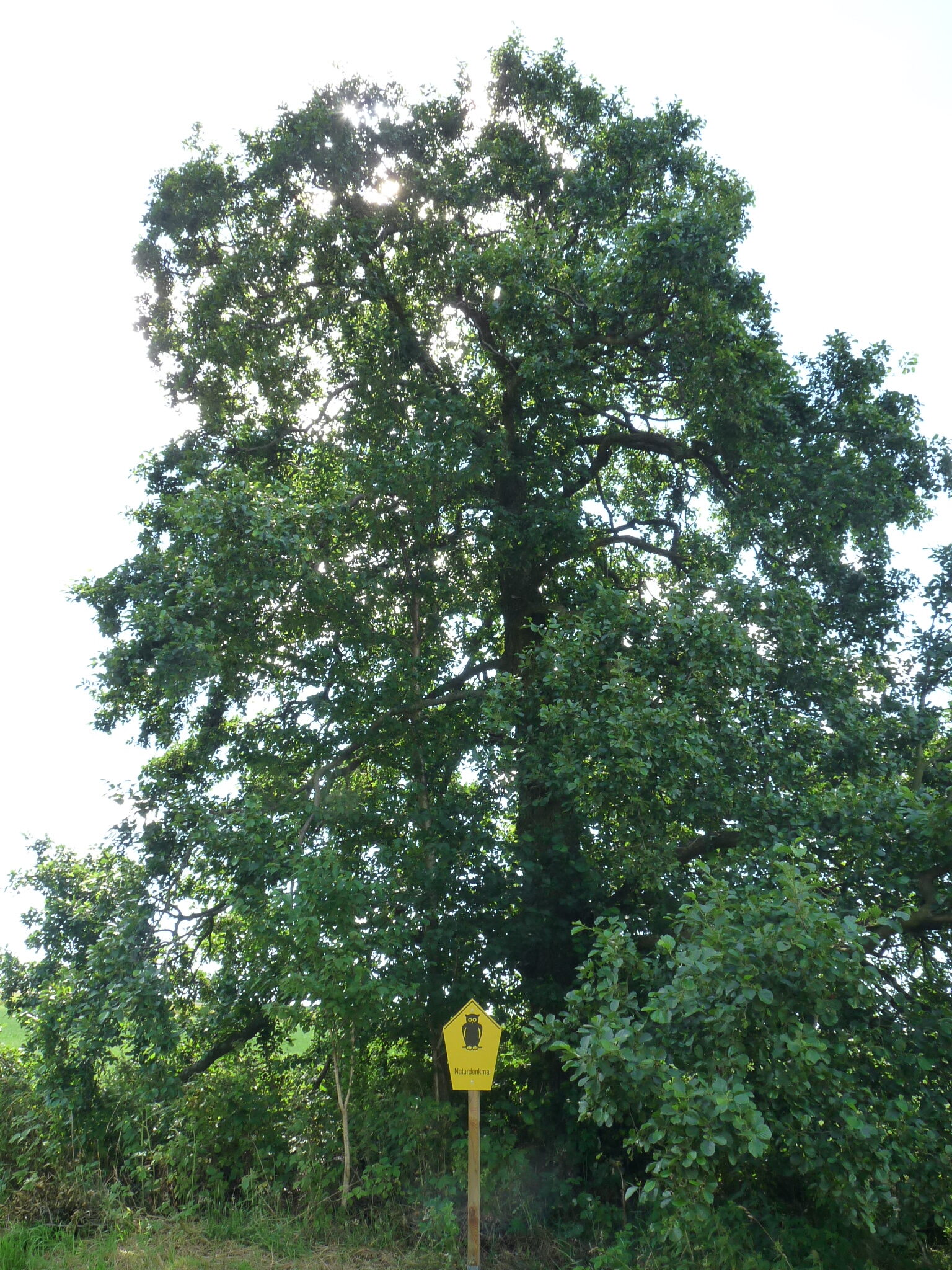 Baum des Monats: Naturdenkmal Schwarz-Erle bei Klingenberg-Colmnitz