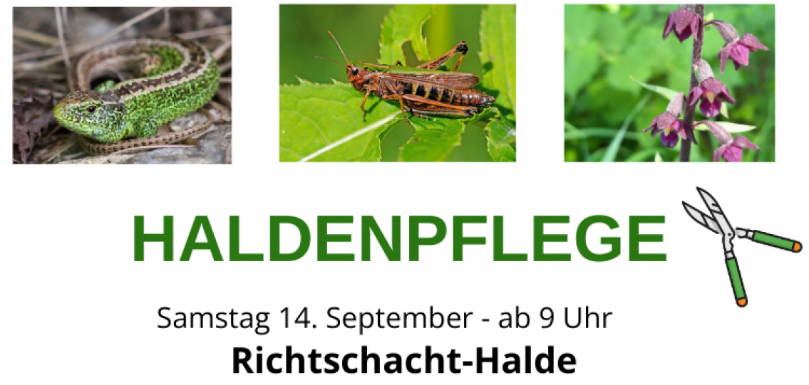 Pflegeeinsatz Bergbauhalden bei Freiberg am 14.09.