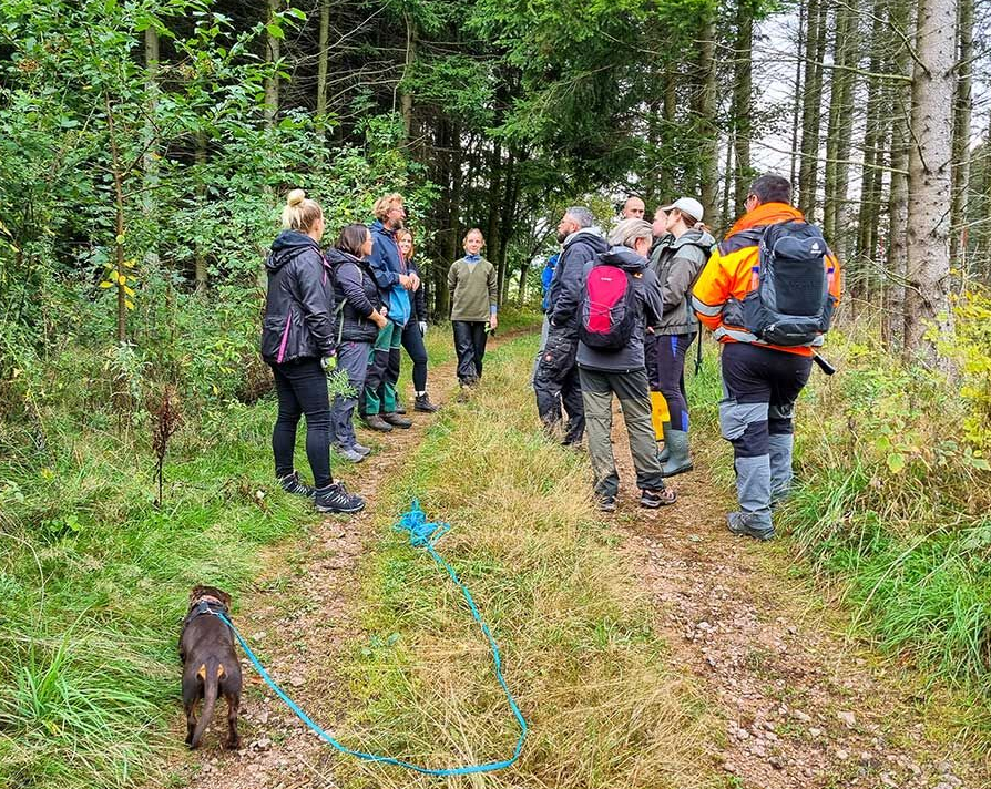 1 Dackel und 11 Füchse im Wald