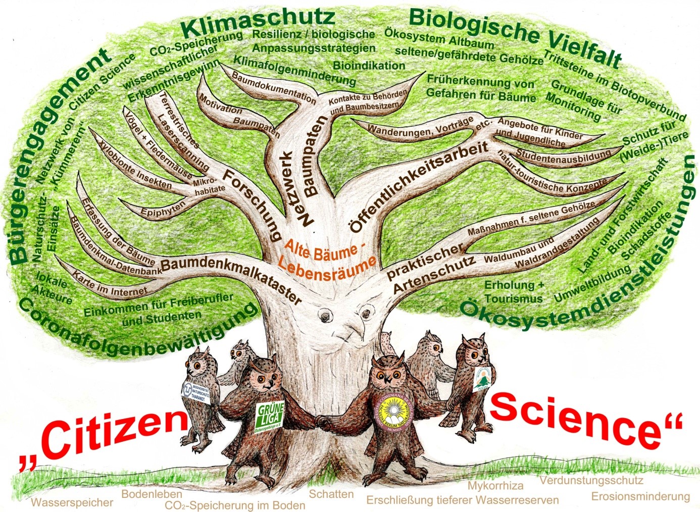 Baumdenkmalpatenprojekt 2024 – eine kleine Zwischenbilanz