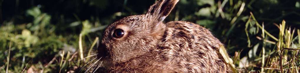 Natur im Osterzgebirge
