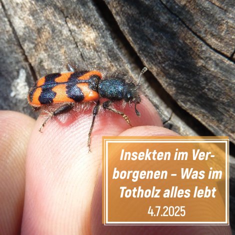 Insekten im Verborgenen: Exkursion am 4.7.