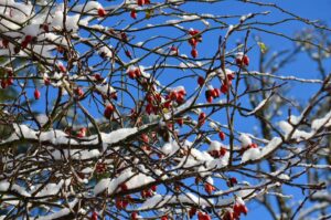 Wildpflanzen-Spaziergang: Die wichtigsten essbaren Wildpflanzen im Winter