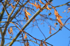 Wildpflanzen-Spaziergang: Was man von (Weihnachts)Bäumen essen kann