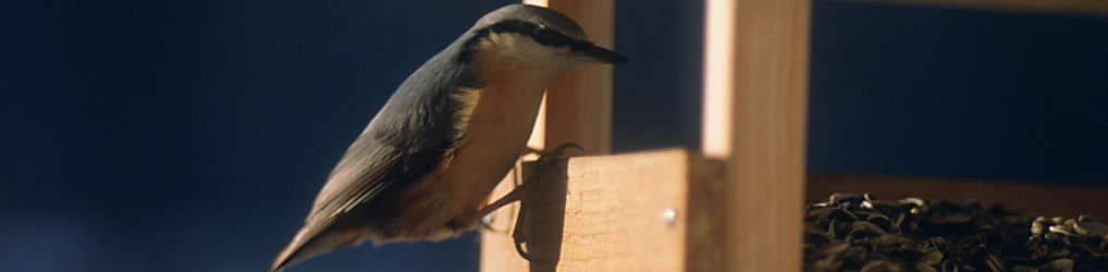 Natur im Osterzgebirge