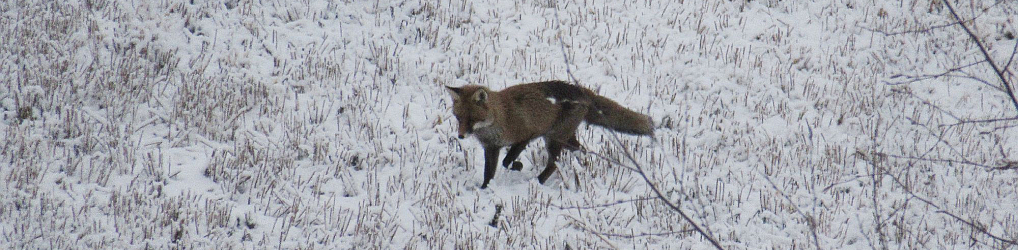 Natur im Osterzgebirge